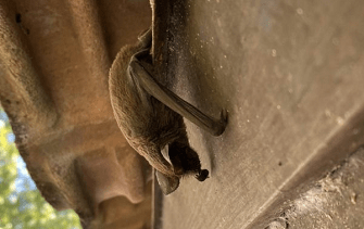 bat under roof